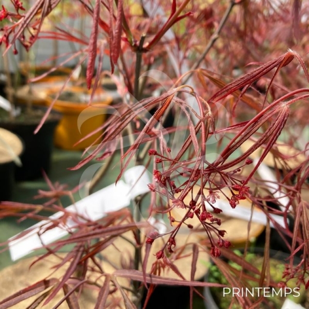 Acer palmatum 'Enkan' - Érable du Japon