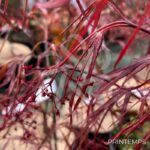 Acer palmatum 'Enkan' - Érable du Japon