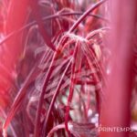 Acer palmatum 'Enkan' - Érable du Japon