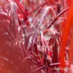 Acer palmatum 'Enkan' - Érable du Japon