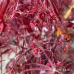 Acer palmatum 'Enkan' - Érable du Japon