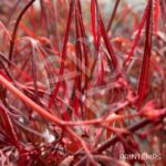 Acer palmatum 'Enkan' - Érable du Japon