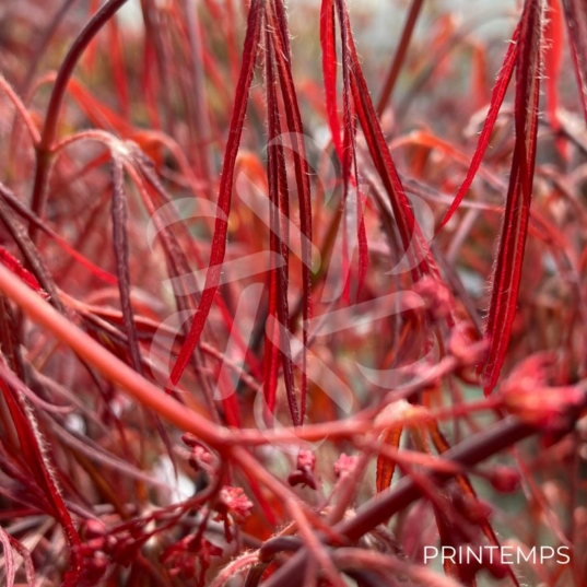 Acer palmatum 'Enkan' - Érable du Japon