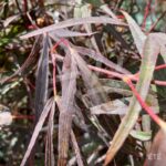 Acer palmatum 'Enkan' - Érable du Japon