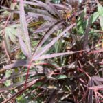 Acer palmatum 'Enkan' - Érable du Japon