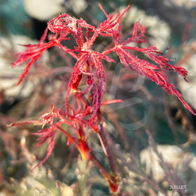 Acer palmatum 'Firecracker' - Érable du Japon