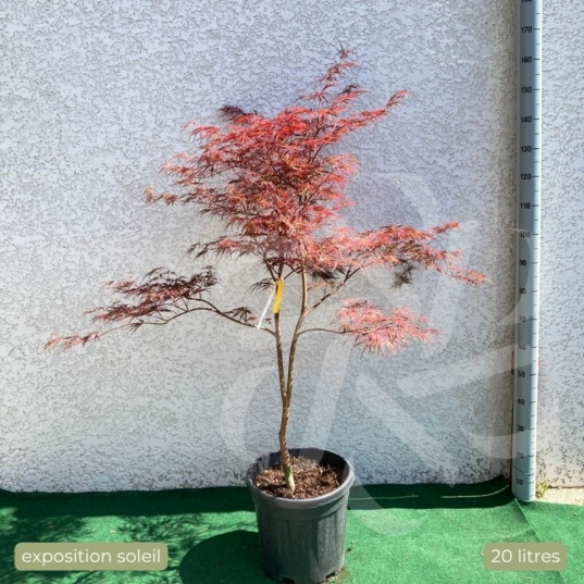 Acer palmatum 'Firecracker' - Érable du Japon