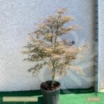 Acer palmatum 'Firecracker' - Érable du Japon