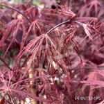 Acer palmatum 'Firecracker' - Érable du Japon