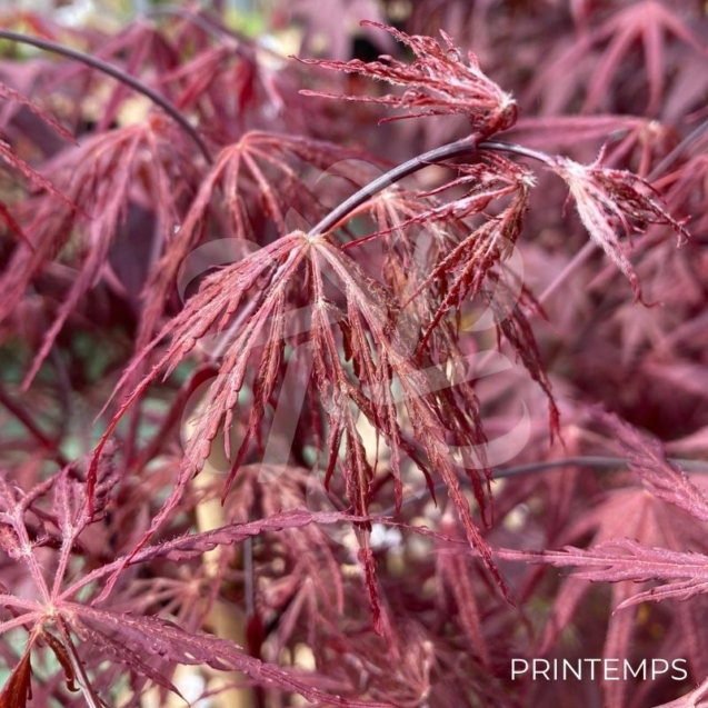 Acer palmatum 'Firecracker' - Érable du Japon