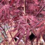 Acer palmatum 'Firecracker' - Érable du Japon