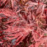 Acer palmatum 'Firecracker' - Érable du Japon