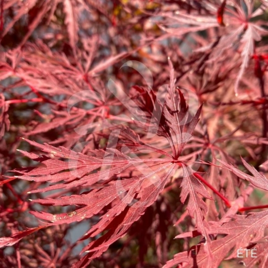Acer palmatum 'Firecracker' - Érable du Japon