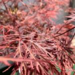 Acer palmatum 'Firecracker' - Érable du Japon