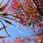 Acer palmatum 'Firecracker' - Érable du Japon