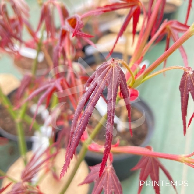 Acer palmatum 'Hama Otome' - Érable du Japon