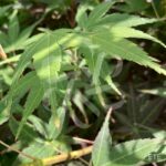 Acer palmatum 'Hama Otome' - Érable du Japon