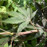 Acer palmatum 'Hama Otome' - Érable du Japon