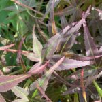 Acer palmatum 'Hama Otome' - Érable du Japon