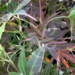 Acer palmatum 'Hama Otome' - Érable du Japon