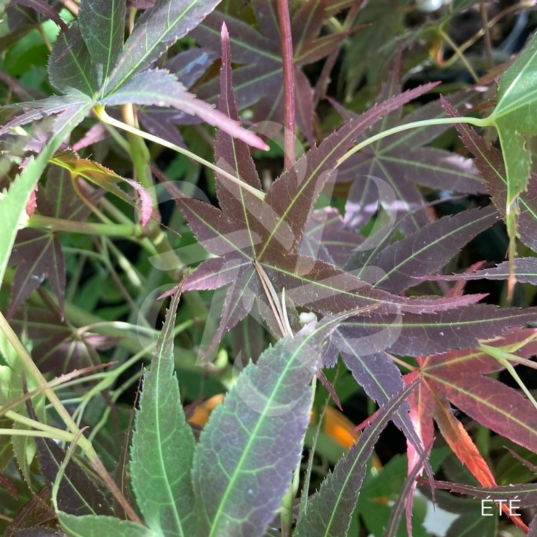 Acer palmatum 'Hama Otome' - Érable du Japon