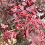 Acer palmatum 'Hime Shojo' - Érable du Japon