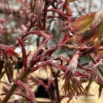 Acer palmatum 'Hime Shojo' - Érable du Japon