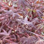 Acer palmatum 'Hime Shojo' - Érable du Japon