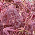 Acer palmatum 'Hime Shojo' - Érable du Japon