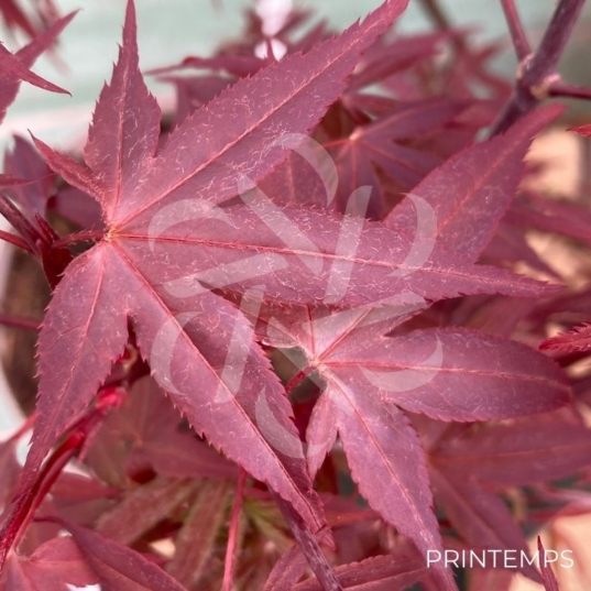 Acer palmatum 'Hime Shojo' - Érable du Japon