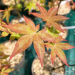 Acer palmatum 'Kenbu' - Érable du Japon