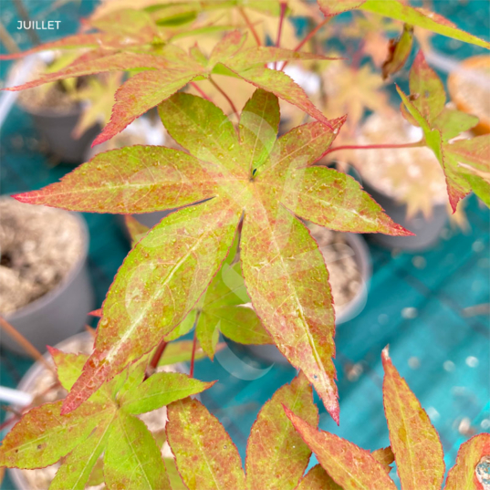 Acer palmatum 'Kenbu' - Érable du Japon