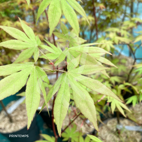 Acer palmatum 'Kenbu' - Érable du Japon