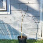 Acer palmatum 'Kenbu' - Érable du Japon