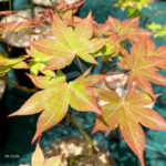 Acer palmatum 'Korin' - Érable du Japon