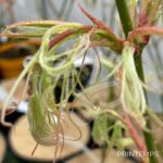 Acer palmatum 'Koto-no-Ito' - Érable du Japon