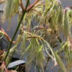 Acer palmatum 'Koto-no-Ito' - Érable du Japon