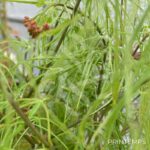 Acer palmatum 'Koto-no-Ito' - Érable du Japon