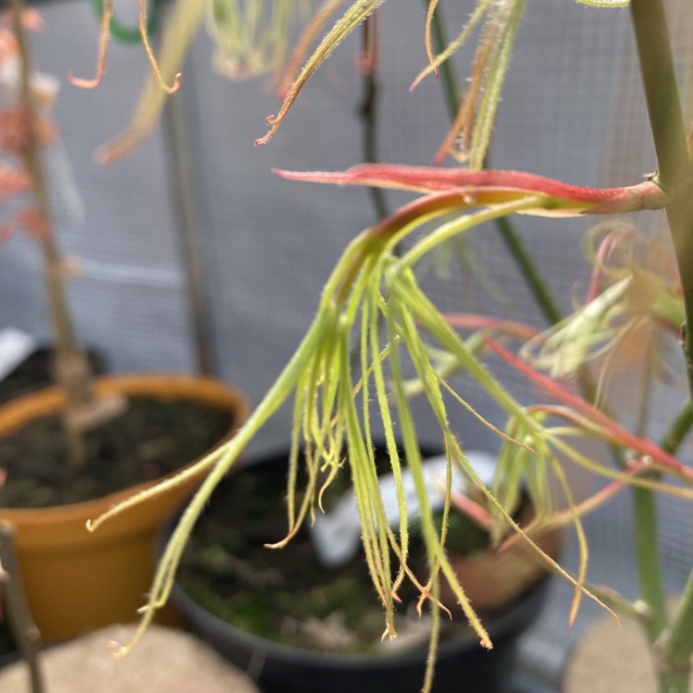 Acer palmatum 'Koto-no-Ito' - Érable du Japon