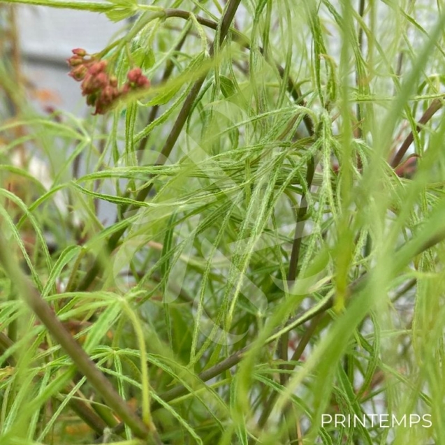 Acer palmatum 'Koto-no-Ito' - Érable du Japon