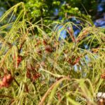 Acer palmatum 'Koto-no-Ito' - Érable du Japon