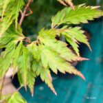 Acer palmatum 'Mino Gasa' - Érable du Japon