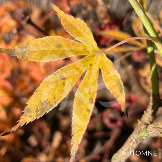 Acer Palmatum 'Nimura Princess' - Érable du Japon