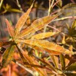 Acer Palmatum 'Nimura Princess' - Érable du Japon