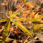 Acer Palmatum 'Nimura Princess' - Érable du Japon