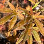 Acer Palmatum 'Nimura Princess' - Érable du Japon