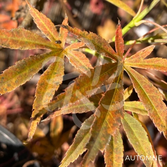 Acer Palmatum 'Nimura Princess' - Érable du Japon