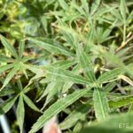 Acer Palmatum 'Nimura Princess' - Érable du Japon