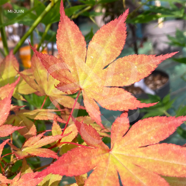 Acer Palmatum 'Nomura Koyo' - Érable du Japon