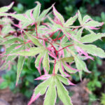 Acer Palmatum 'Ori Zuro Momuhu' - Érable du Japon